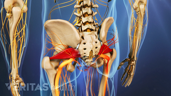 Medical illustration of the lumbar spine. The piriformis muscle is shown.