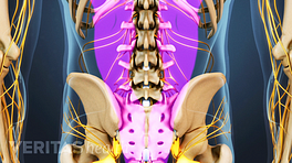 Posterior view of the pelvis showing pain in the lumbar spine.