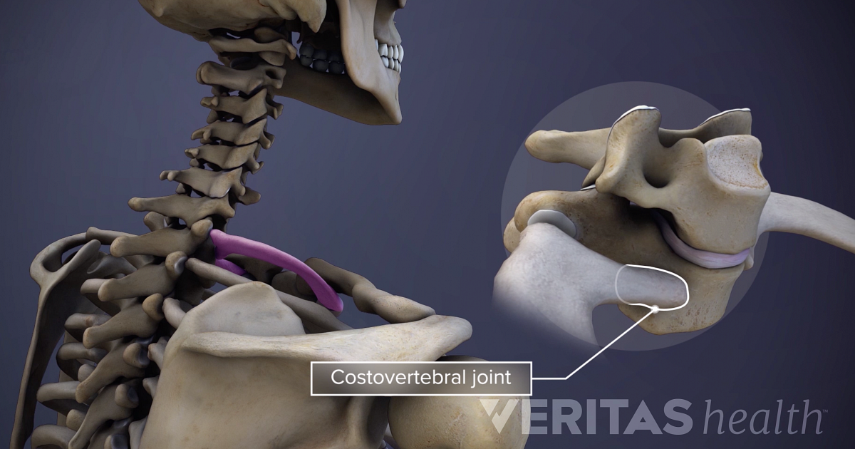 costovertebral ligament