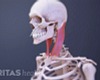 Profile view of Sternocleidomastoid Muscle flexing in the cervical spine.