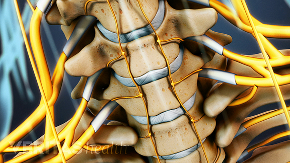 disc of the cervical spine