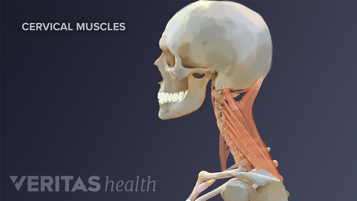 Neck Muscles And Other Soft Tissues