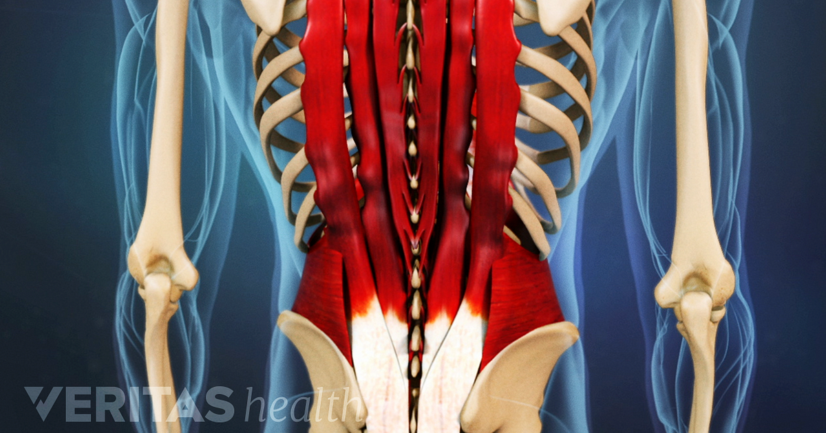 Muscles lower back diagram