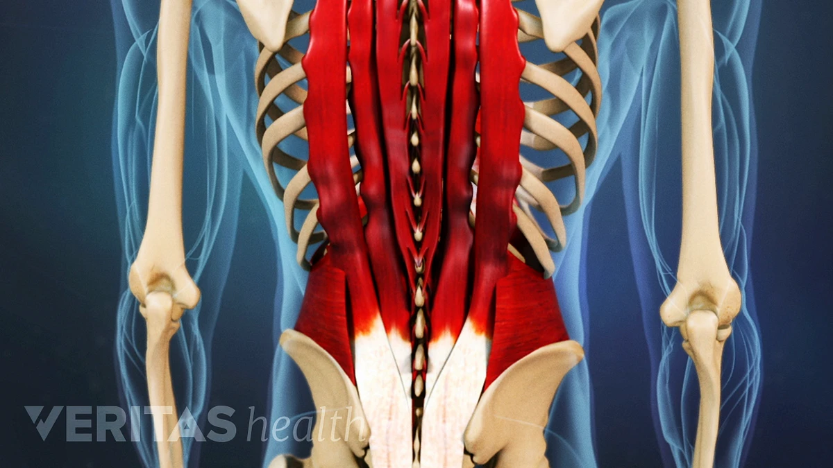 lower back ligaments