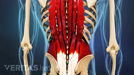 Posterior view fo the lower back focused on the muscles.