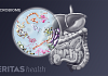 Illustrated enlargement of the gut microbiome from the stomach