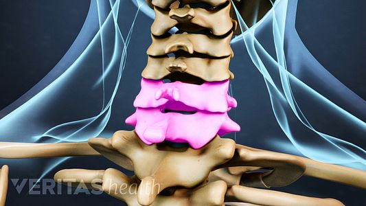 Illustration of Vertebral Segment