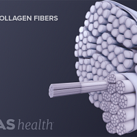 Normal collagen fibers that make up a tendon