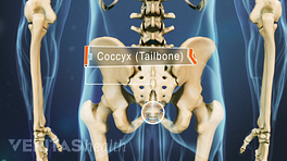 突出coccyx（尾骨）的后骨骼视图