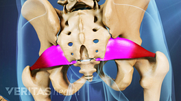 Medical illustration of the piriformis muscle