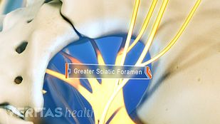 Sciatic Nerve Anatomy Video