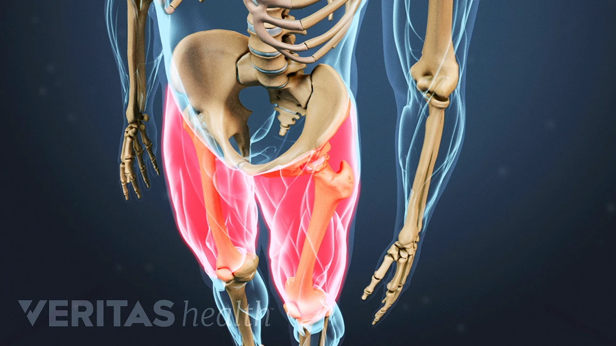 Muscle inner thigh online near knee