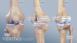 Anterior, profile, posterior views of the knee labeling the femur, patella, tibia.