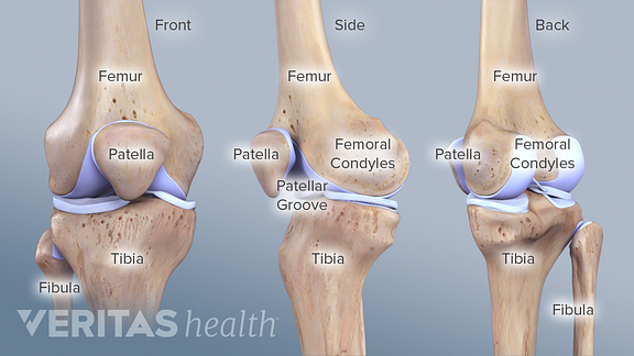 Knee Anatomy
