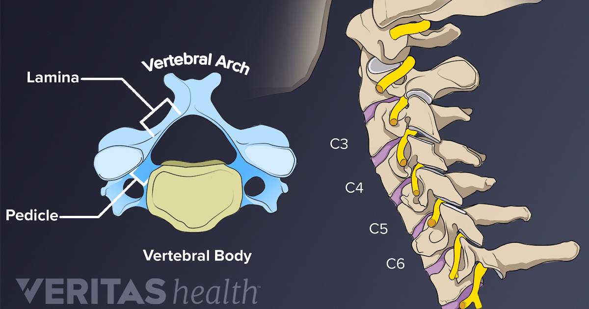 Pedicle Definition Back Pain And Neck Pain Medical Glossary