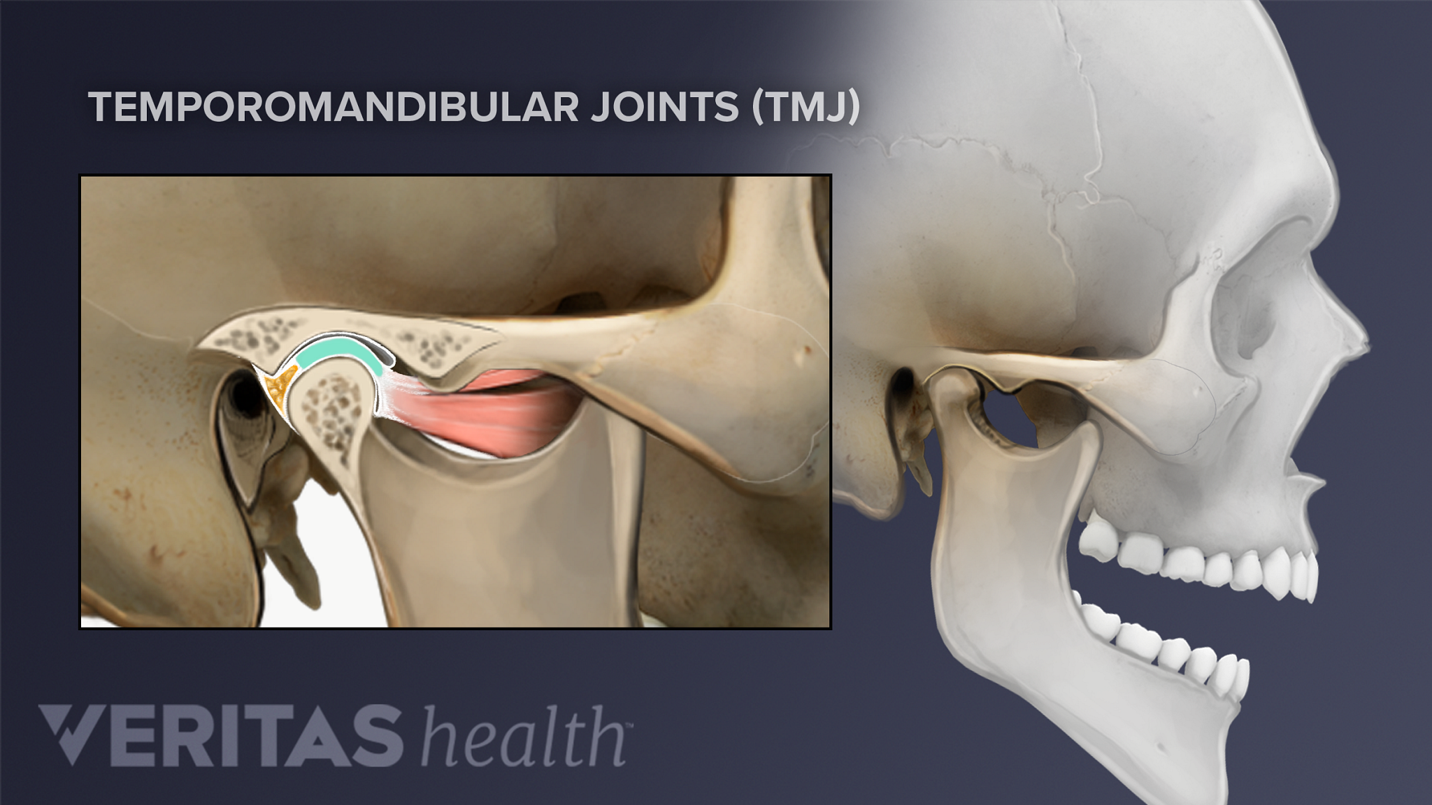 Temporomandibular Joint anatomy