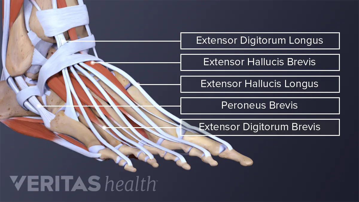 Anatomy Of The Foot & Ankle - Everything You Need To Know - Dr