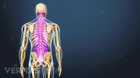 The Human Spine