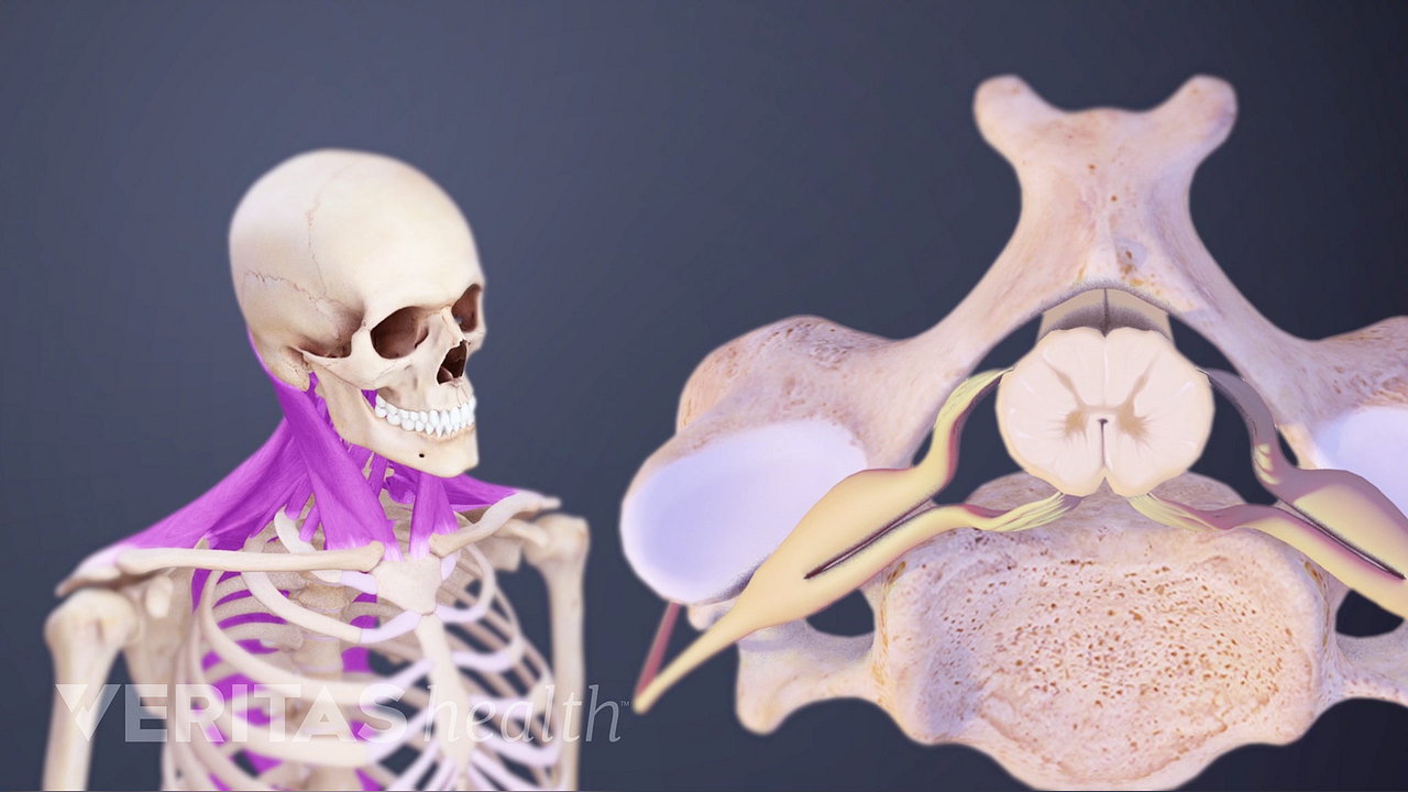 Cervical Spinal Cord Anatomy Animation | Spine-health