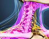 Anterior view of the cervical spine highlighting the muscles of the neck.