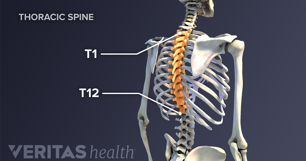 thoracic spine