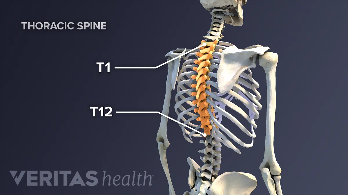 Where is the T1 and T2 vertebrae?