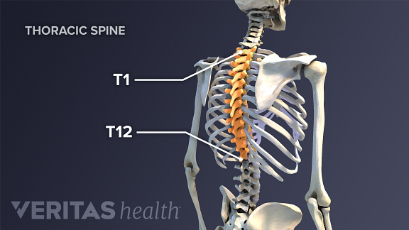 Thoracic Spinal Nerves