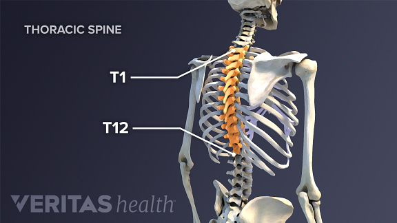 Spinal Chart Discs