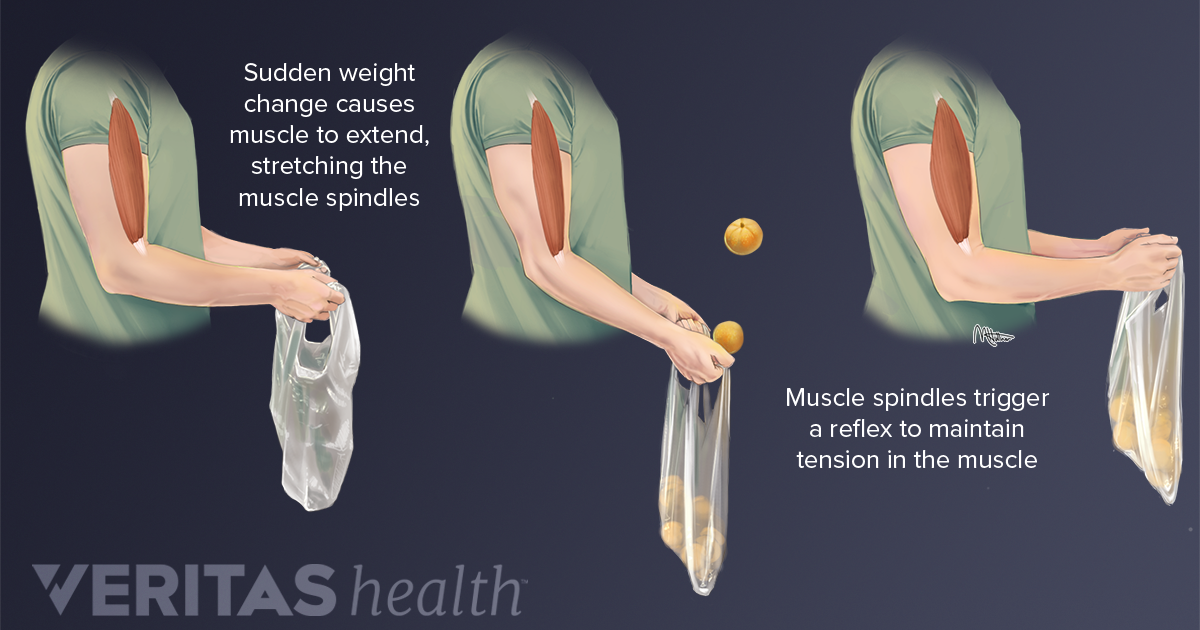 proprioception-making-sense-of-body-position