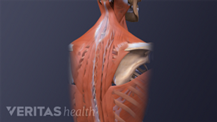 Understanding Upper Back And Chest Pain