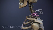 Profile view of the cervical spine with C7-T1 highlighted.