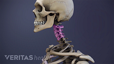 Profile view of the cervical spine with C2-C5 highlighted.