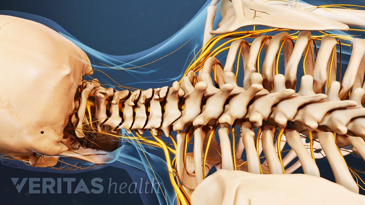 Back Pain and Sex Spine-health pic