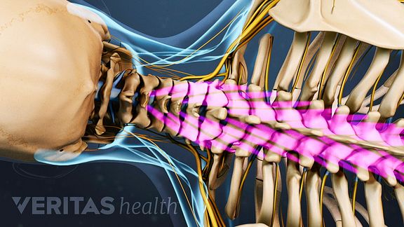Paraspinal Muscles