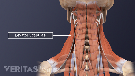 Levator Scapulae Muscle | Back Pain and Neck Pain Medical Glossary