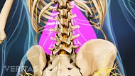 Slideshow 7 Ways Internal Organs Can Cause Lower Back Pain Slideshow