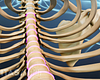 Anterior view of the thoracic spine and rib cage highlighting the disc.