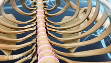 Anterior view of the thoracic spine and rib cage highlighting the disc.