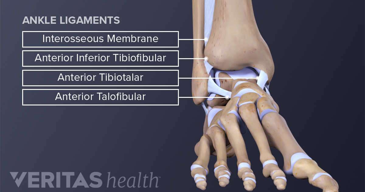 heel ligaments and tendons