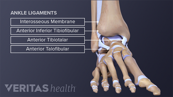 Ankle Anatomy: Muscles and Ligaments