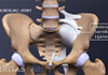 Anterior view of the pelvis highlighting the Iliolumbar ligament, anterior sacroiliac ligament, sacrotuberous ligament, and sacroiliac joint.