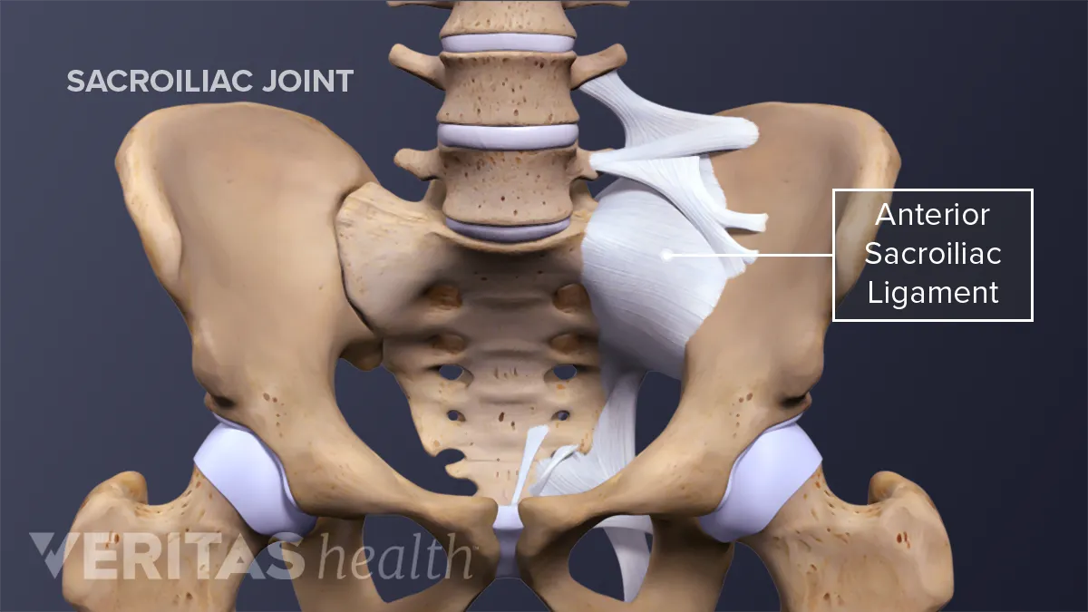 Gå forud Windswept kode Sacroiliac Joint Ligaments and Muscles | Spine-health