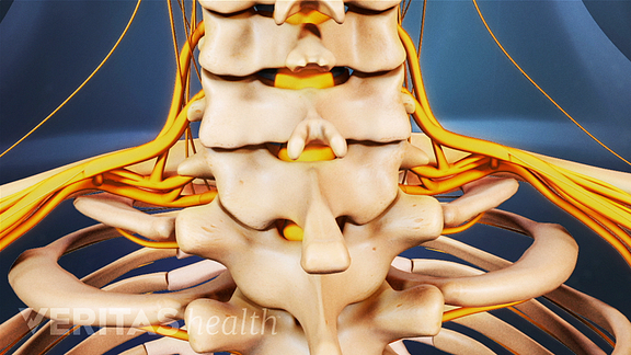 vertebrae of the cervical spine