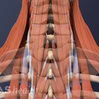 Posterior view of the upper back showing the muscles.