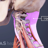 Profile view of the skull and neck highlighting the ligaments of the cervical spine.
