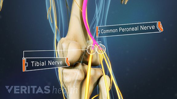 Anatomy of the Sciatic Nerve