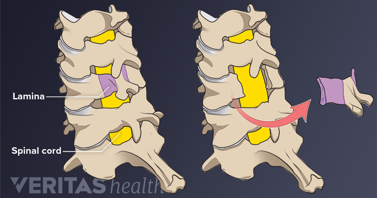 backbone meaning backbone meaning