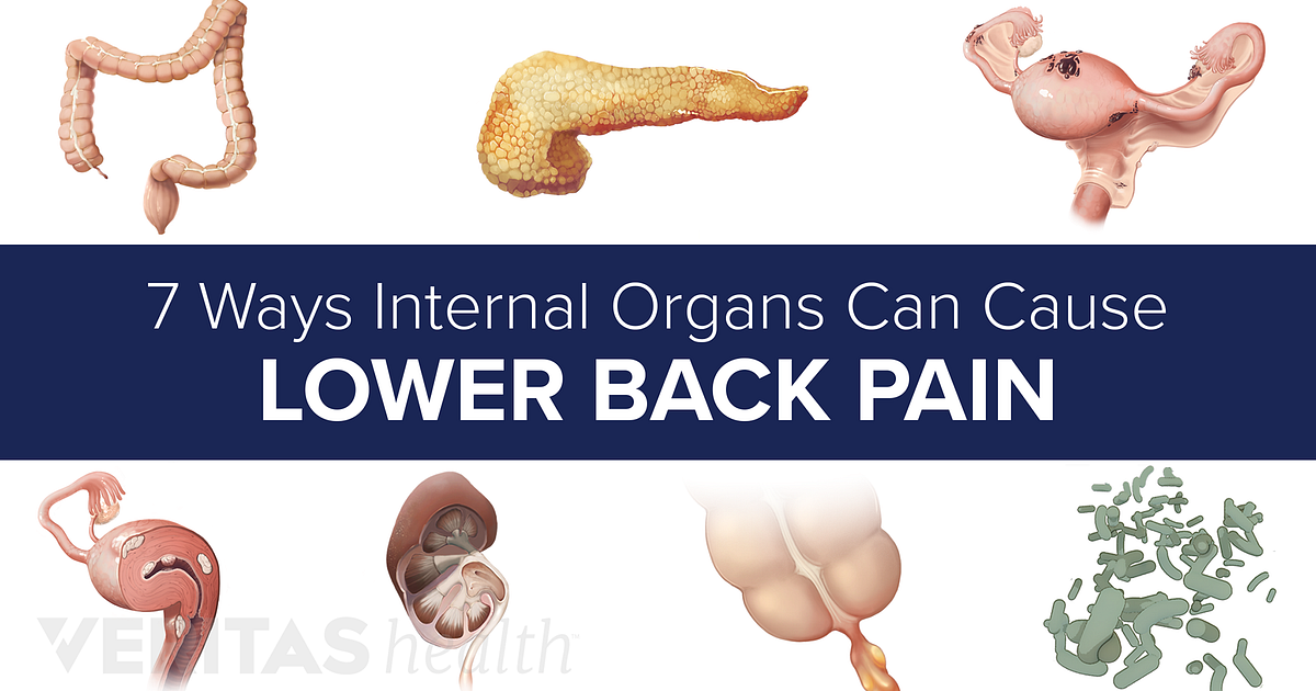 What organ is related to lower back pain?