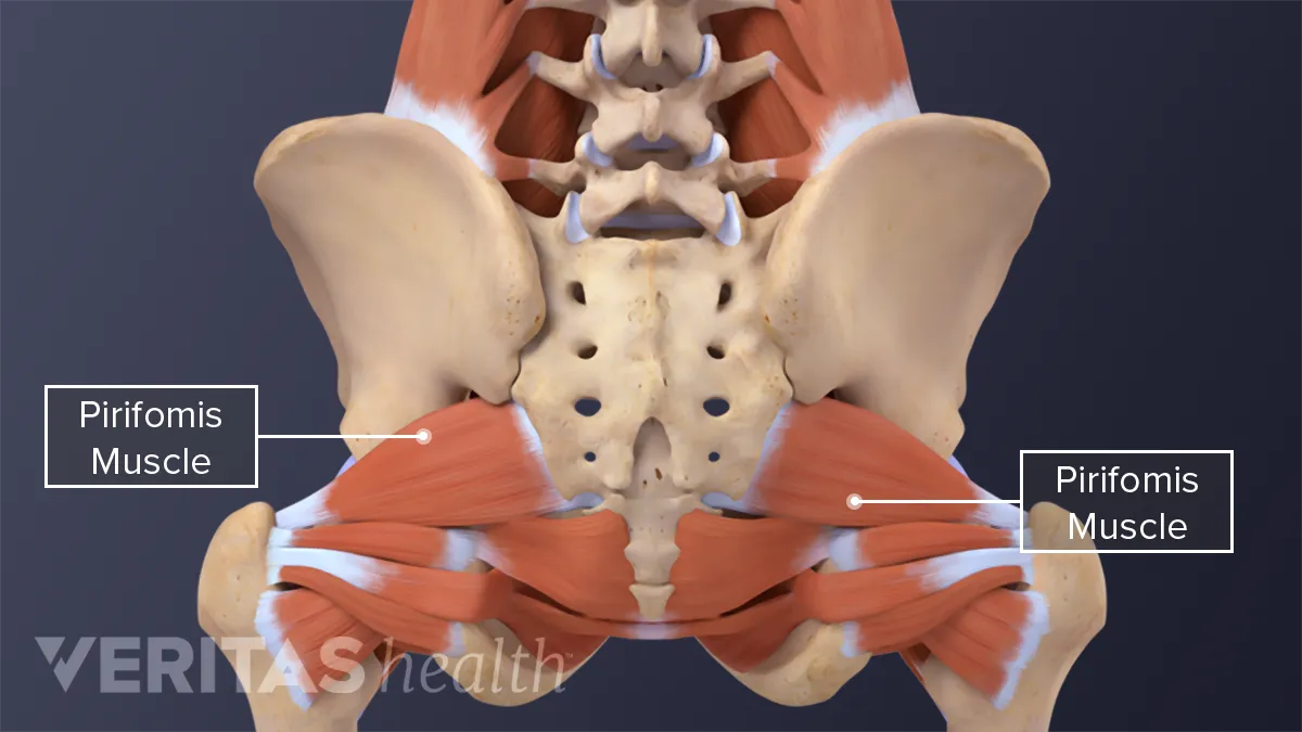 Coccyx: What Is It, Function, Injuries, and More