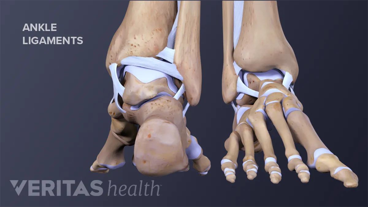 Ankle Anatomy: Muscles and Ligaments